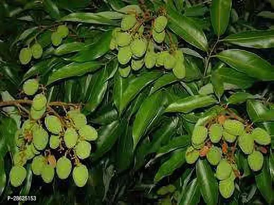 Platone Litchi Plant Lichi Plant (pack of 1)aa