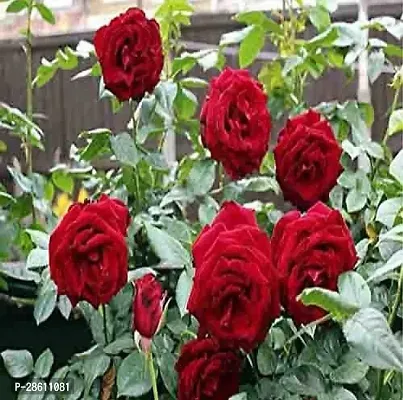 Platone Rose Plant Rose Plant ( Belapuri Rose Gulab Plant )-thumb0