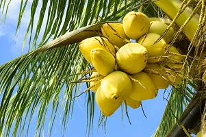 Platone Coconut Plant coconut plant 7010-thumb1