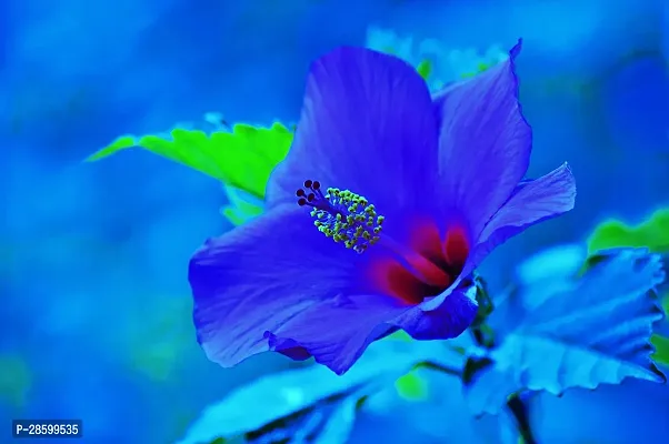 Platone Hibiscus Plant Hibiscus Plant Blue