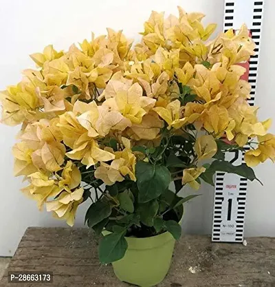 Platone Bougainvillea Plant Rare Attractive Yellow Bougainvillea Spectabilis live plant with Bushy Double flower Bougainvillea (1 Healthy Plant)