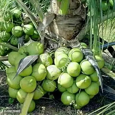 Platone Coconut Plant coconut53-thumb0