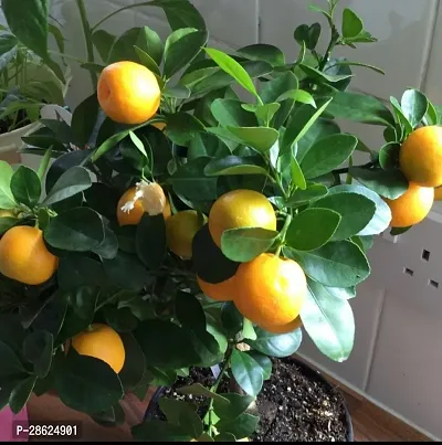 Platone Orange Plant Orange Plant