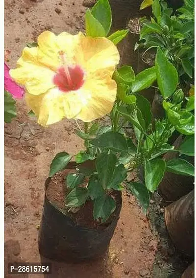 Platone Hibiscus Plant yellow gudhal plant