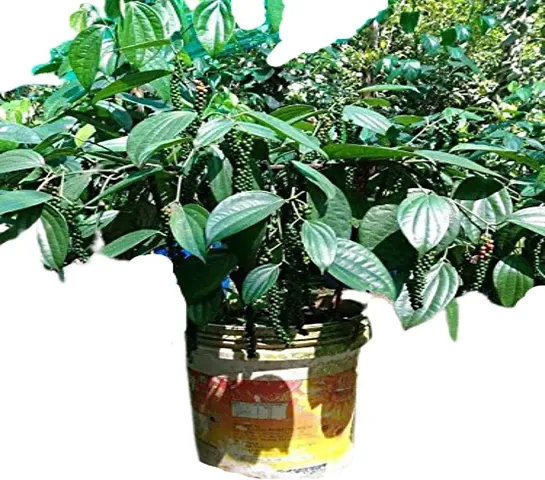 Best Selling Plant & Planters 