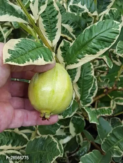 Platone Guava Plant GUAVA PLANT GRAFTED VARIEGATED-thumb0