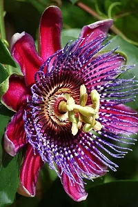 Platone Passion Plant passion flowers or passion vines,-thumb1