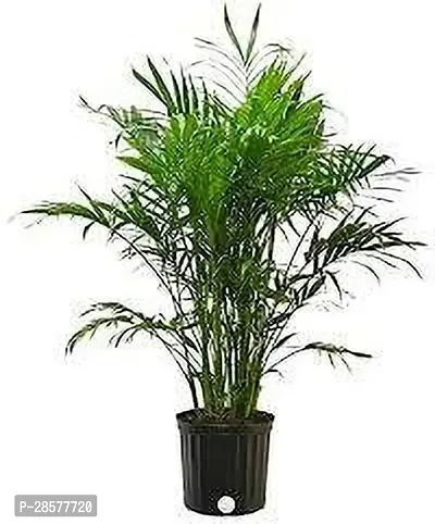 Platone Areca Palm H__Areca Plant_PACK OF 1_RT