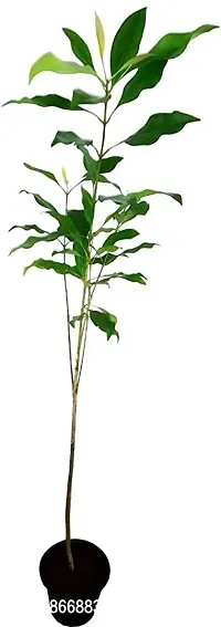 Platone Clove Plant CLOVE PLANT-06
