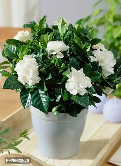 Platone Jasmine Plant Jasmine Plant (pack of 1) aa-thumb0