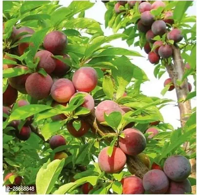 Platone Aloo BukharaPlum Plant Plum Aloo Bukhara plant Fruit (Grafted) - Fruit PlantsTree Outdoor Living Indoor Plants-thumb0