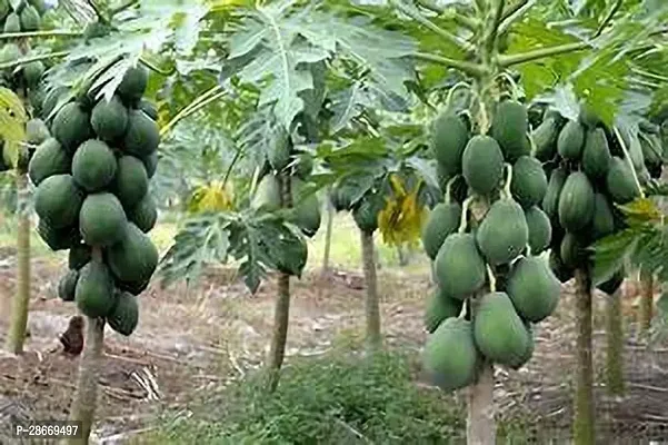 Platone Papaya Plant Hawaiian Sunrise Papaya-thumb2