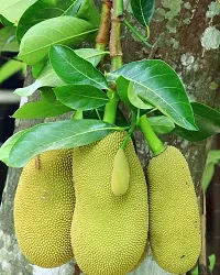 Platone Jack Fruit Plant Jackfruit Plant-thumb1