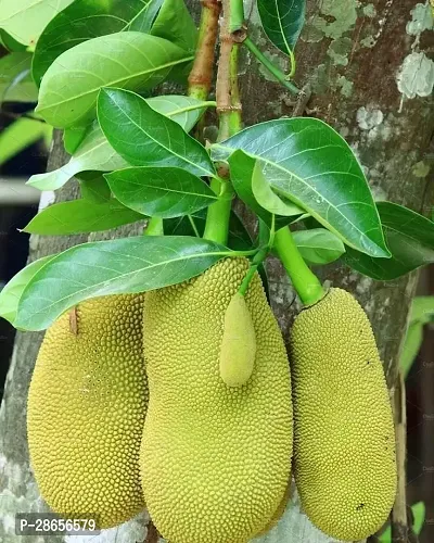 Platone Jack Fruit Plant Jackfruit Plant-thumb2