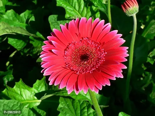 Platone Gerbera Plant GERBERA PLANT-15