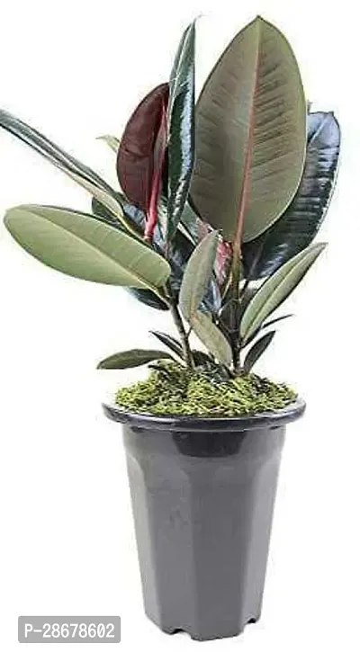 Platone Rubber Tree RRT011