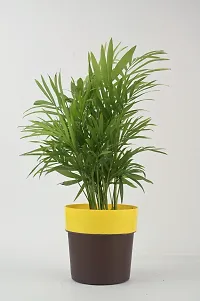 Platone Areca Palm chamaedorea plant with pot-thumb1