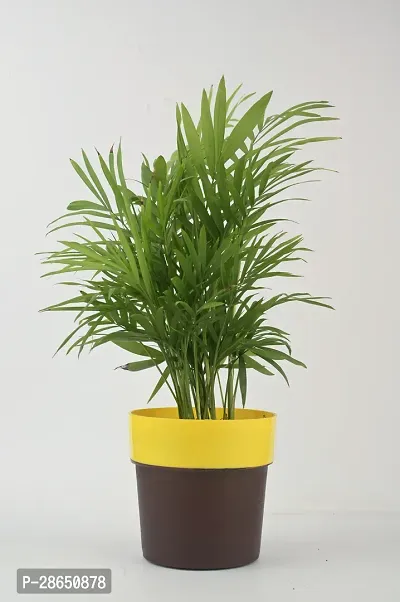 Platone Areca Palm chamaedorea plant with pot-thumb2