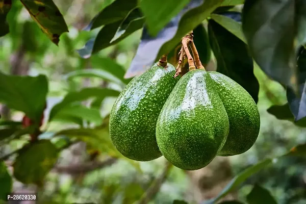 Platone Avocado Plant Persea americana, avocado fruit plant-thumb0