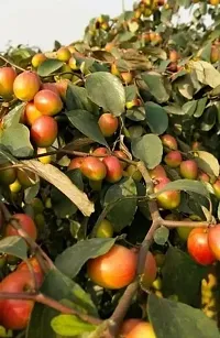 Platone Ber Apple Plant Red Sinduri Apple Ber Plant-thumb1