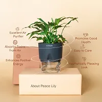 Platone Peace Lily Plant Peace Lily Live Plant | Grey Self-Watering Pot | Spathiphyllum Green | Indoor-thumb2