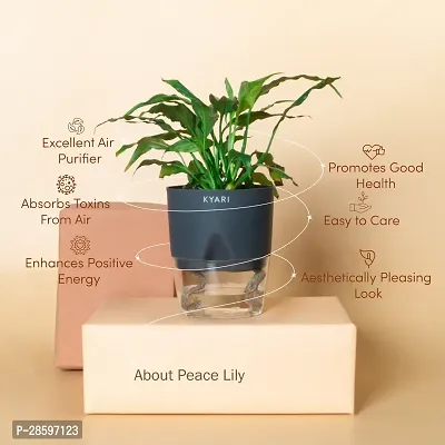 Platone Peace Lily Plant Peace Lily Live Plant | Grey Self-Watering Pot | Spathiphyllum Green | Indoor-thumb3