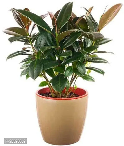 Platone Rubber Tree Live Rubber Plant for Indoor Home DecorationAir Purification v32