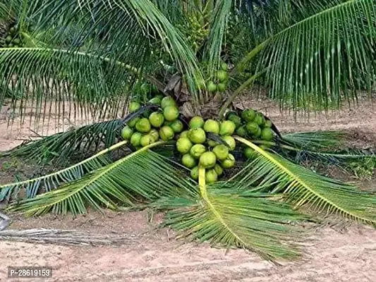 Platone Coconut Plant coconut98