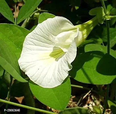 Platone Aparajita Butterfly Pea Plant WHITE APRAJITA WHITE NIL KANTHA Clitoria ternatea