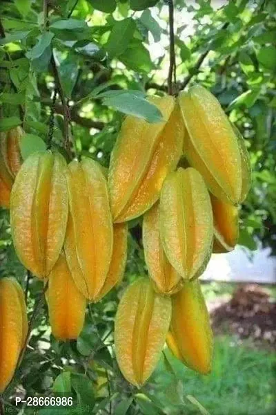 Platone Star Fruit Carambola Grafted Plant Star FruitKamranga Famous Star Shaped Tasty Fruit - Live Plant.