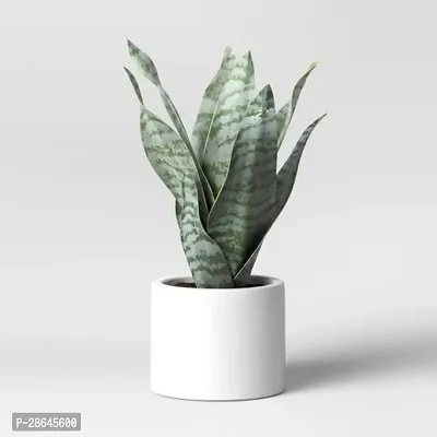 Platone Snake Plant Snake Plant For Home Decorations Best For Natural Air Purification {CF2056-thumb0