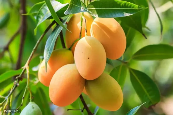 Platone Mango Plant Gardens Thailand Mango Plant