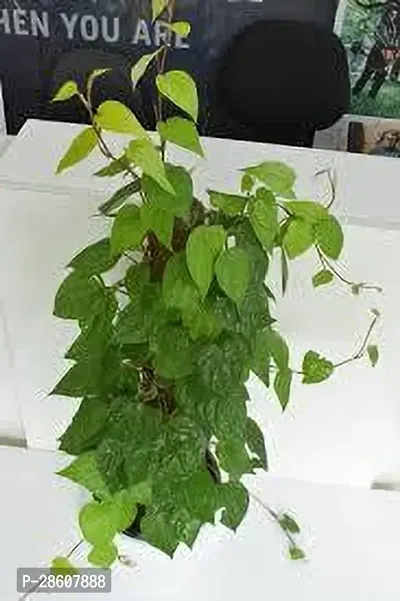 Platone Money Plant MONEY PLANT DWQ