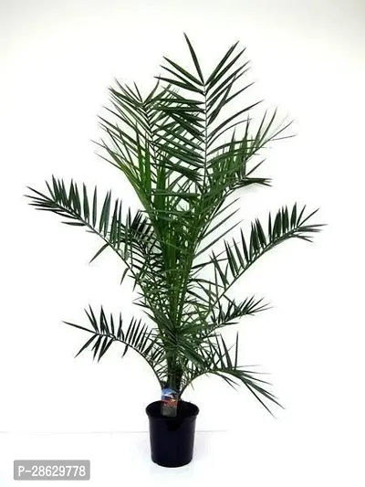 Platone Phoneix Palm Plant Phoenix DATE PALM PLANT-0101-thumb0