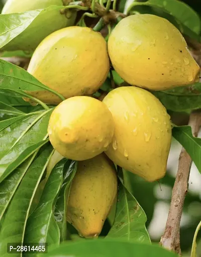 Platone Trothic IxoraChethi Plant Egg Fruit Plant