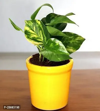 Platone Money Plant RTPLANT-200-thumb0