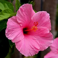 Platone Heart Leaf Oxycardium Plant Gudhal Live Hibiscus Pride of Hankins Bush-thumb2