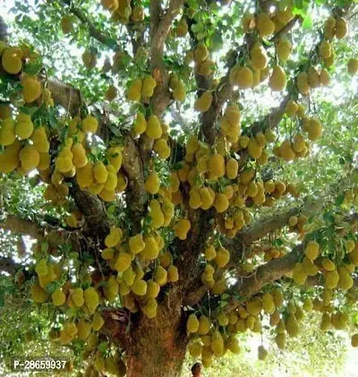 Platone Jack Fruit Plant KATHAL CHILD PLANT-thumb0