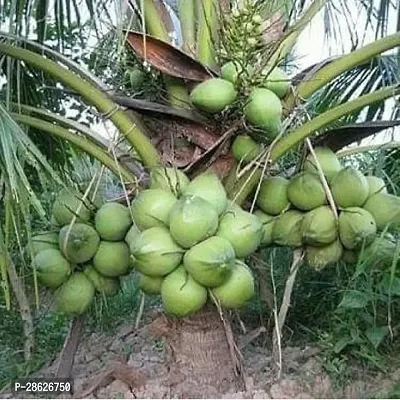 Platone Coconut Plant hybrid coconut tree H7