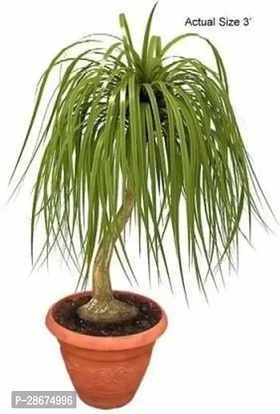 Platone Ponytail Palm Plant ponytail plam plant 0092-thumb0