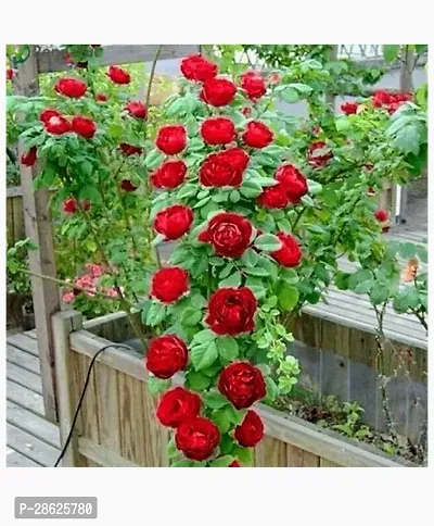 Platone Rose Plant Rare Grafted Dark Red Climbing Rose Perinnial Flower