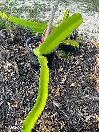 Platone Dragon Tree Dragon fruit tree