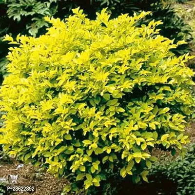 Platone Duranta Plant Duranta Plant-8-thumb0