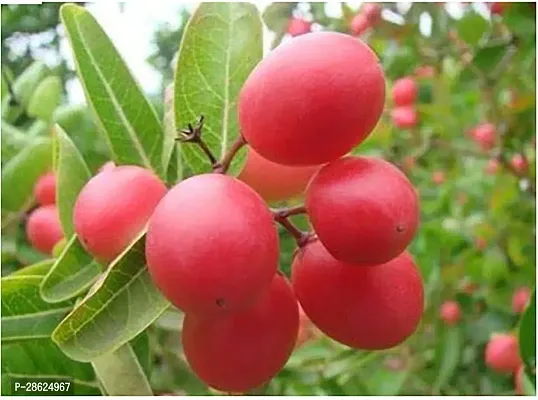 Platone Cherry Fruit Plant Saraswati Gardens Karonda (Carissa Carandas)Sweet Cherry Fruit Plant(1 Healthy Live Plant)