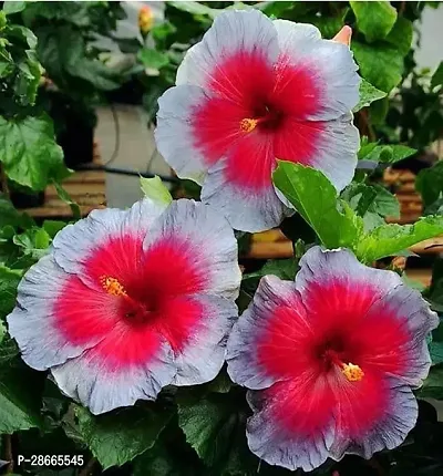 Platone Hibiscus Plant Hibiscus Plant ( Africa Hibiscus Plant )-thumb0