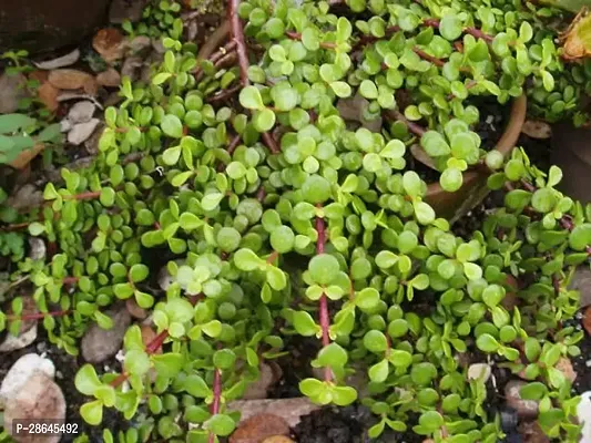 Platone Jade Plant Jade Plant