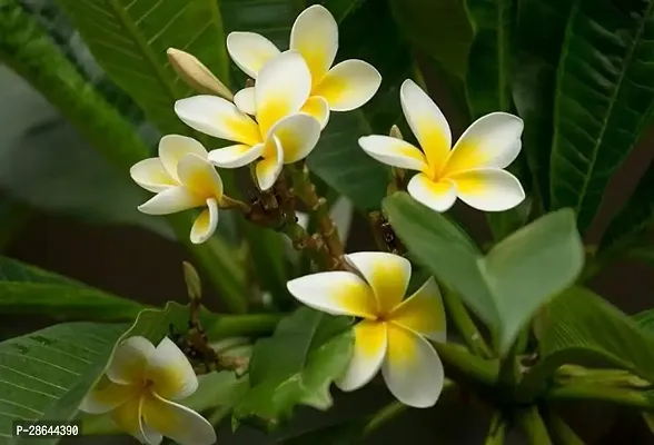 Platone Plumeria Plant Champa Plumeria Plant