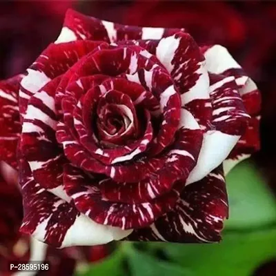 Platone Rose Plant Live White and Deep Maroon Red Tiger Stripe Roses Plant