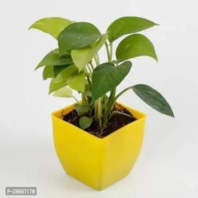 Platone Money Plant Good Luck Green Money Plant With Yellow Pot-thumb2