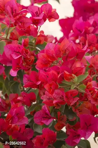 Platone Baugainvillea Plant SHIVAMAGRO45